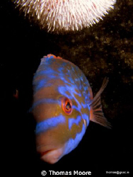 Male Cuckoo Wrasse with an Urchin overhead.

Shot with ... by Thomas Moore 